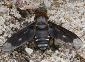 Exoprosopa meigenii